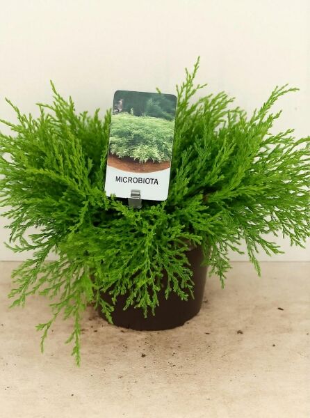 Microbiota decussata (Fächer-Wacholder/Sibirischer Zwerg-Lebensbaum) 30-40 cm C3, flachwachsender Nadelstrauch im Topf