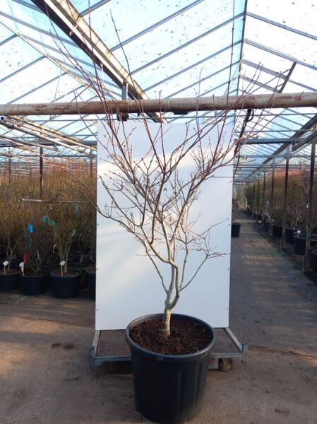 Eisenhutblättriger Ahorn (Acer japonicum 'Aconitifolium') 175-200 cm C110, mehrstämmiger laubloser Baum im Container.