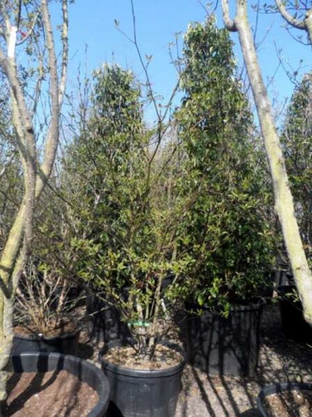 Pagoden-Hartriegel (Cornus controversa) 200-250 cm C90, mehrstämmiger Strauch im Container mit grünem Laub.