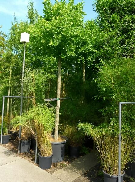 Ginkgo biloba 'Mariken' Kugel-Ginkgobaum mit kugeliger Krone am Stamm im Container, ca. 225 cm Höhe, Stammumfang 18–20 cm