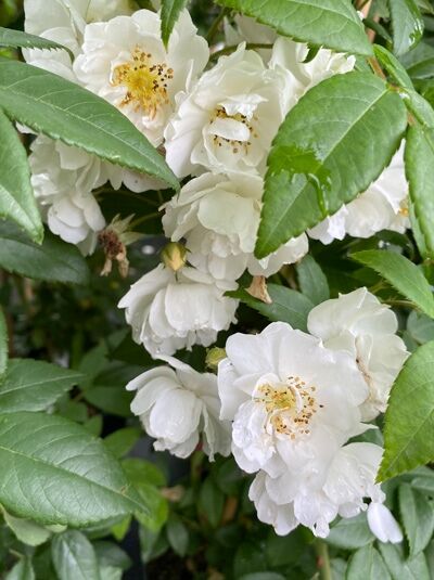 Rosa 'Rambling Rector' / Kletterrose 'Rambling Rector' mit weißen, halbgefüllten Blüten und gelblichen Staubgefäßen, grünes Laub