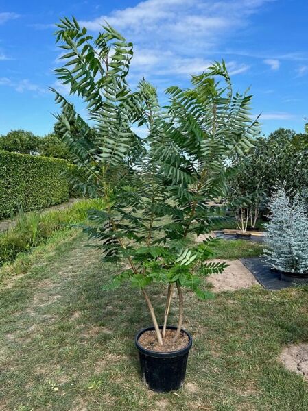 Essigbaum / Hirschkolben-Sumach / Essigbaum / Hirschkolben-Sumach