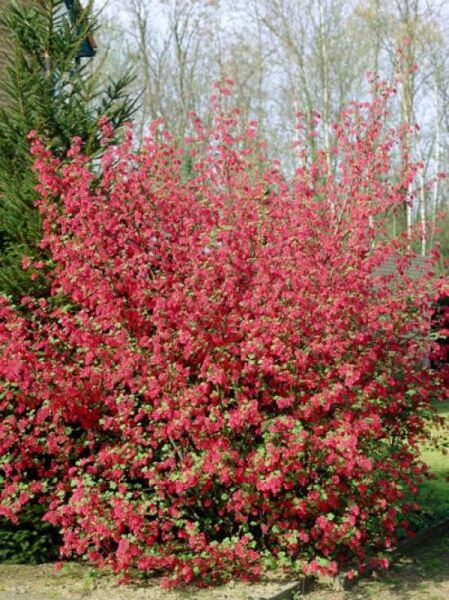 Blut-Johannisbeere 'King Edward VII' / Ribes sanguineum 'King Edward VII'