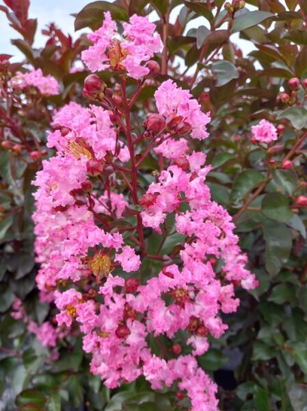 Indische Lagerströmie &#039;Rhapsody in Pink&#039; / Lagerstroemia indica &#039;Rhapsody in Pink&#039;