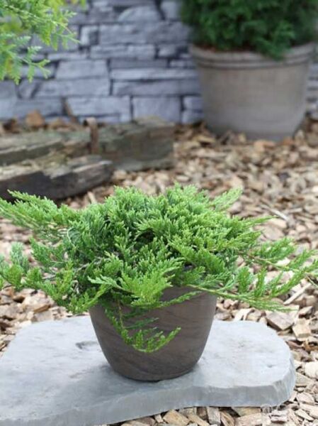 Teppich-Wacholder 'Prince of Wales' / Juniperus horizontalis 'Prince of Wales'