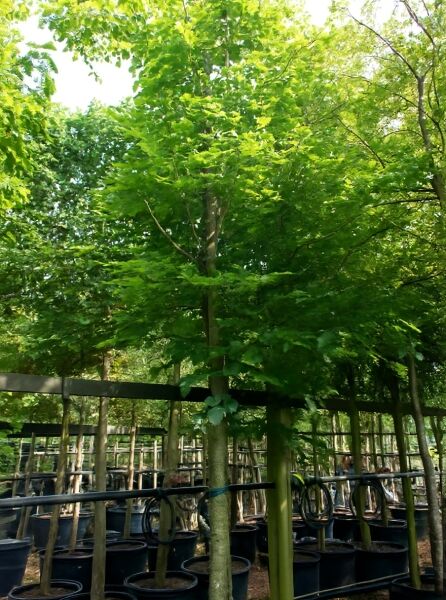 Rot-Buche (Fagus sylvatica) Hochstamm 25–30 StU im Container, Baum mit geradem Stamm und dichter grüner Krone.