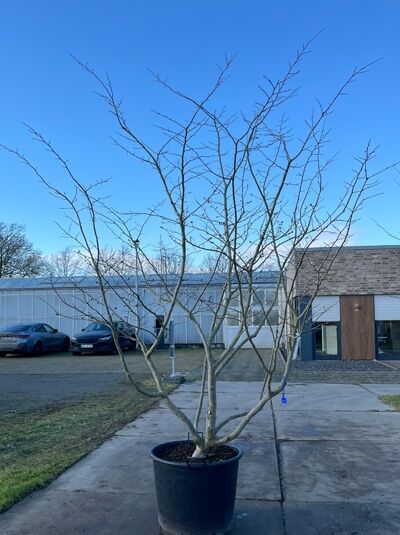 Eisenholzbaum / Parrotie 300 - 350 cm (1567164) / Parrotia persica mehrstämmige Schirmform'