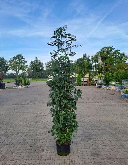 Sorbus aucuparia (Gemeine Eberesche/Vogelbeere) 175-200 cm C20, schlanker Hochstamm im Container mit grünen, gefiederten Blättern.