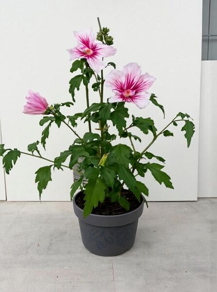 Garten-Eibisch Hibiscus syriacus 'China Chiffon ®' 40-60 cm C3, Topfpflanze mit rosa Blüten und dunklem Zentrum.