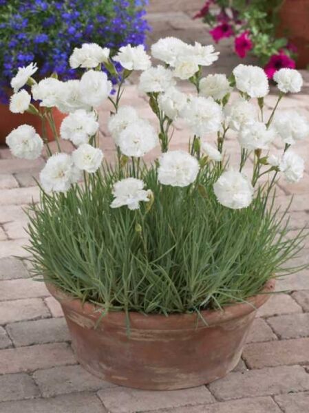 Garten-Feder-Nelke 'Haytor White' / Dianthus plumarius 'Haytor White'