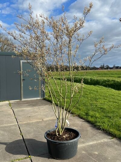Kupfer-Felsenbirne 200 - 250 cm Schirmform / Amelanchier lamarckii (1567155)