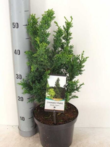 Chamaecyparis obtusa 'Draht' / Hinoki-Scheinzypresse 'Draht' im Topf, 30–40 cm hoch, mit Pflanzenetikett.