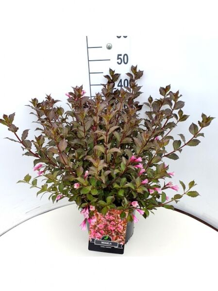 Weigela florida 'Foliis Purpureis' (Weigelie) im Topf, buschiger Wuchs mit purpurfarbenem Laub und pinken Blüten.