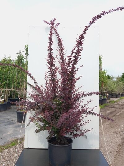 Berberitze ‘Auricoma‘ (Berberis ottawensis ‘Auricoma‘) 125-150 cm C20, Strauch im Container mit roten Blättern