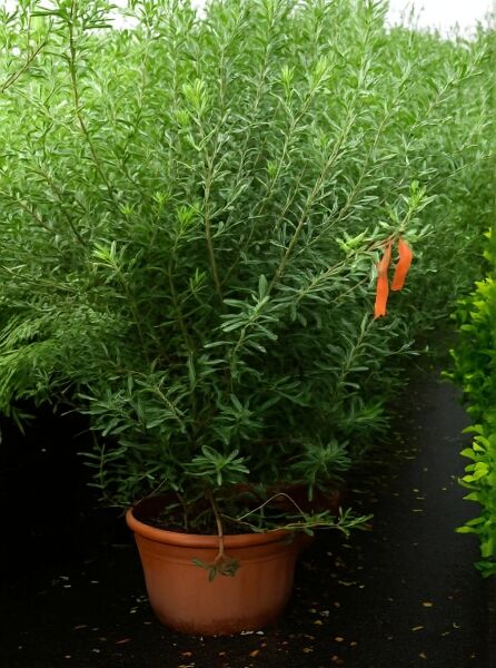 Olea europaea (Olivenbaum/Echter Ölbaum) im Topf, ca. 150–175 cm hoch, Variante C50, mit dichtem, schmalem Laub.