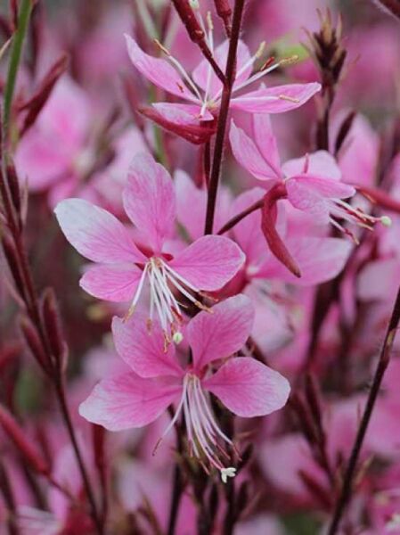 Prachtkerze (Gaura lindheimeri) 'Cherry Brandy' mit rosa Blüten und langen Staubfäden an aufrechten Stielen