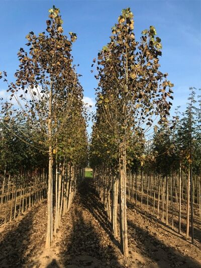 Kanadische Holz-Pappel (Populus canadensis 'Robusta') Hochstamm 14–16 StU, schlanker Stamm mit aufrechter Krone im Feldanbau