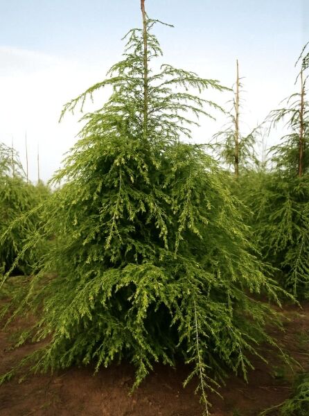 Tsuga canadensis / Kanadische Hemlocktanne 175-200 cm m. B., aufrecht wachsender Nadelbaum mit überhängenden Zweigen