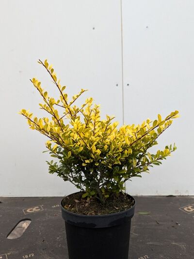Ilex crenata 'Golden Gem' / Japanische Goldblatt-Stechpalme 'Golden Gem', 30-40 cm C5, kompakter Strauch im Topf mit gelbem Laub.