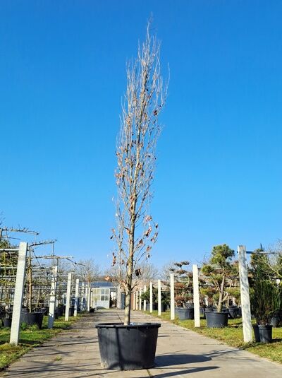 Säulen-Eiche / Pyramiden-Eiche 550 - 600 cm / Quercus robur 'Fastigiata' (874420)