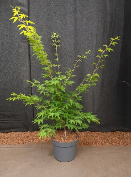 Japanischer Ahorn (Acer palmatum) 'Osakazuki', 60–80 cm, C7, im Topf mit grünem, fächerförmig gelapptem Laub.