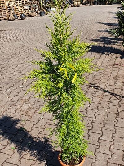Monterey-Zypresse / Cupressus macrocarpa 'Goldcrest'