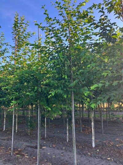 Ostrya carpinifolia / Gemeine Hopfenbuche Hochstamm 12-14 StU mit Drahtballen, junger Baum mit aufrechtem Stamm und Laubkrone