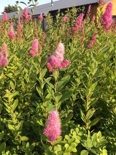 Clethra alnifolia 'Pink Spire' / Scheineller 'Pink Spire' / Zimterle 'Pink Spire'