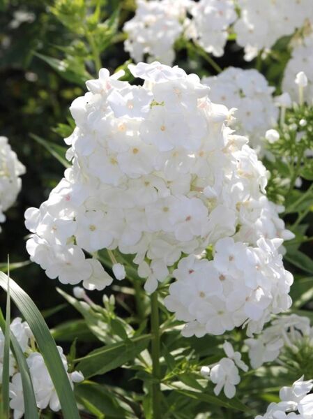 Großblättrige Flammenblume 'David' / Großblättrige Flammenblume 'David'