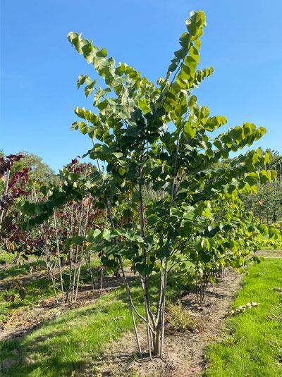 Amerikanischer Judasbaum / Kanadischer Judasbaum / Cercis canadensis