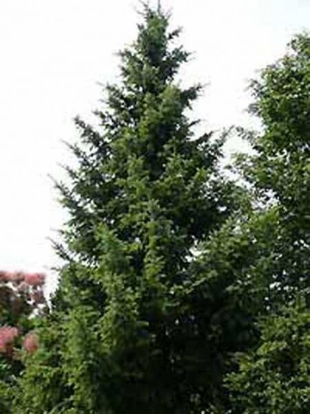 Picea omorika / Omorika-Fichte / Serbische Fichte