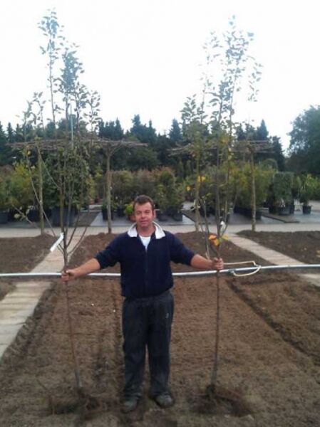 Malus domestica 'Gala' / Apfel 'Gala' Halbstamm 8-10 StU wurzelnackt, junger Obstbaum mit Stamm und Krone im Feldbestand