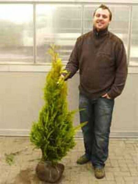 gelbe Scheinzypresse 'Ivonne' / gelbe Scheinzypresse 'Ivonne'