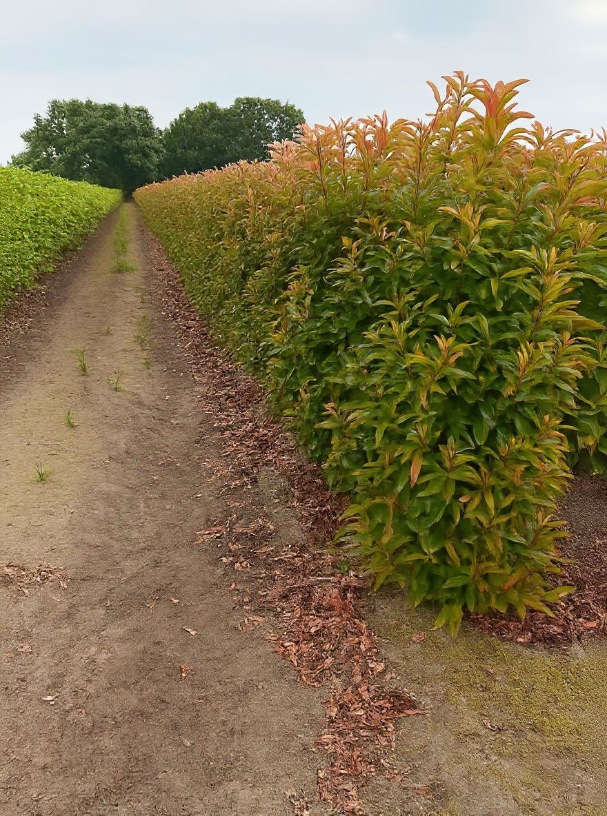 Glanzmispel 'Red Robin' - Photinia fraseri 'Red Robin' - Baumschule  NewGarden