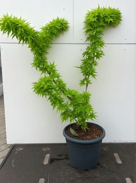 Grüner Zwerg-Fächerahorn Acer palmatum 'Mikawa yatsubusa', 60–80 cm, C12, im Topf mit grünem, dichtem Laub.