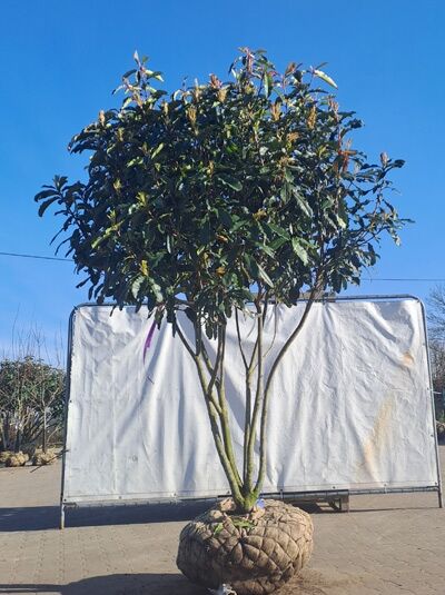 Glanzmispel &#039;Crunchy&#039; 225-250 cm Schirmform mehrstämmig / Photinia serratifolia &#039;Crunchy&#039; (874429)