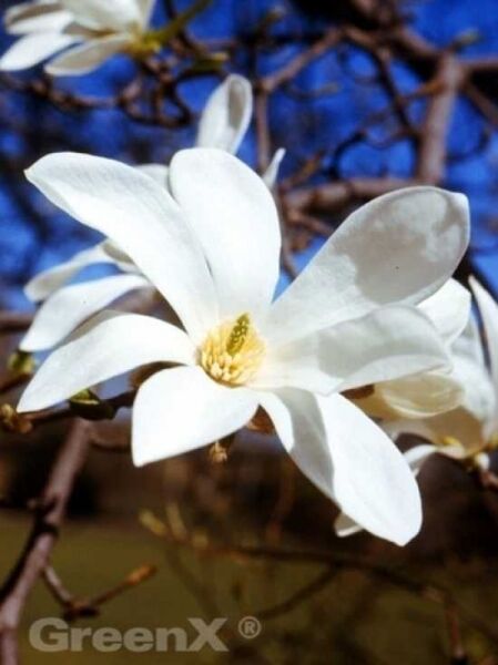 Kobus-Magnolie / Kobushi-Magnolie / Magnolia kobus