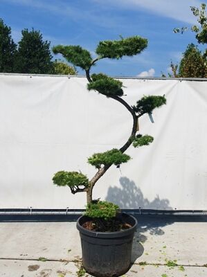 Bonsai fr den Garten / Gartenbonsai (bis 999 ) gnstig kaufen
