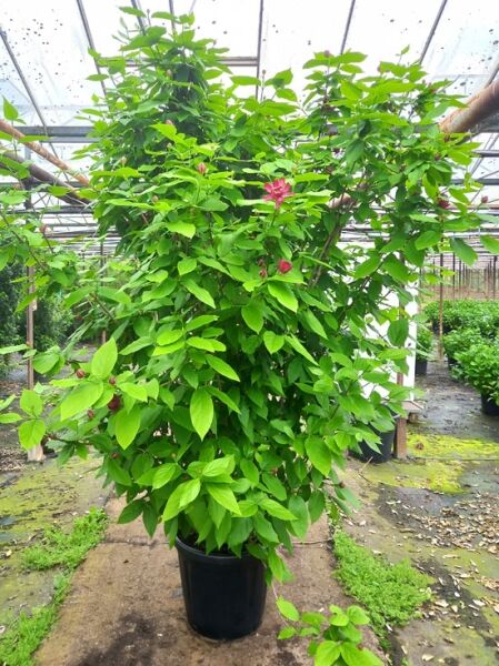 Gewürzstrauch Calycanthus floridus 'Aphrodite', 250-300 cm, C80, hoher Strauch im Container mit grünem Laub und roten Blüten.