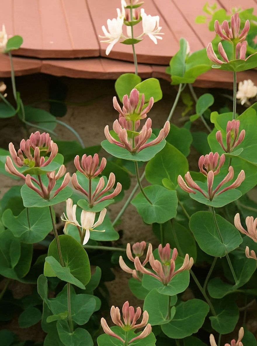 Jelngerjelieber / Echtes Geiblatt - Lonicera caprifolium - Baumschule  NewGarden