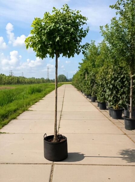 Liquidambar styraciflua „Gum Ball“ / Zwerg-Kugelamberbaum „Gum Ball“ als Hochstamm im Topf mit kugeliger Krone und grünen Blättern