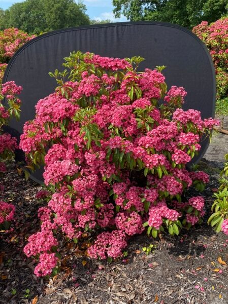 Kalmia latifolia 'Pink Charm' / Lorbeerrose 'Pink Charm' als Solitärstrauch mit vielen rosa Blüten und immergrünen Blättern
