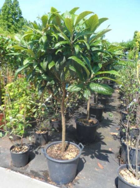 Japanische Wollmispel / Loquat / Japanische Wollmispel / Loquat