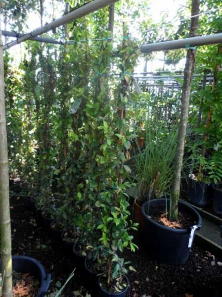 Trachelospermum jasminoides / Sternjasmin