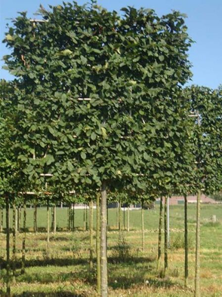 Carpinus betulus (Hainbuche/Weißbuche) Hochstamm-Spalier, dichter grüner Blattschirm am geraden Stamm.