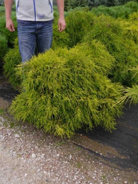 Gelbe Fadenzypresse 'Sungold' (Chamaecyparis pisifera 'Sungold') im Container C35, 80–100 cm, breit wachsend, gelbes Nadellaub