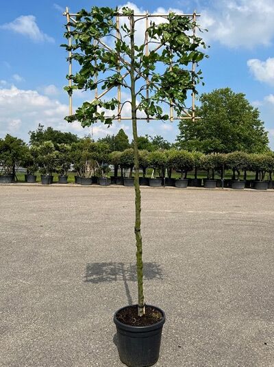 Rot-Buche (Fagus sylvatica) Hochstamm-Spalier 120x120 cm im Topf, Stamm 200 cm, mit Holzrahmen und belaubten Trieben.