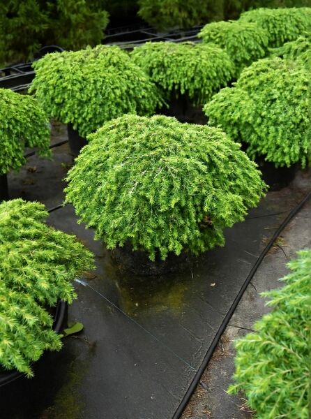 Tsuga canadensis 'Jeddeloh', Zwerg-Hemlocktanne 'Jeddeloh' 50-60 cm C20, kompakter, kissenförmiger Nadelstrauch im Container.