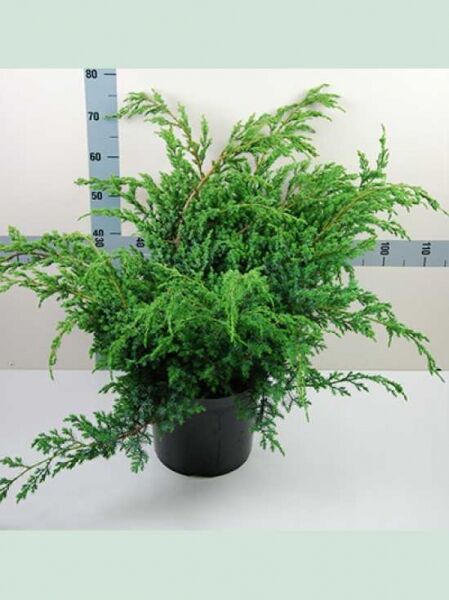 Strauch-Wacholder 'Blue Alps' (Juniperus chinensis 'Blue Alps'), 50–60 cm im C10-Topf, buschiger Wuchs mit grünen Nadeln.