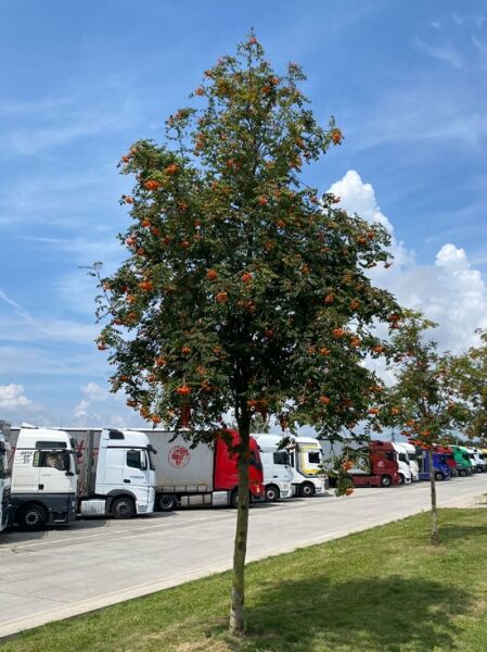 Schwedische Mehlbeere &#039;Brouwers&#039; / Oxelbeere &#039;Brouwers&#039; / Sorbus intermedia &#039;Brouwers&#039;